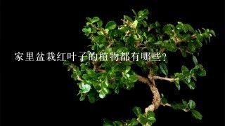 家里盆栽红叶子的植物都有哪些？