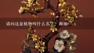 请问这盆植物叫什么名字？谢谢