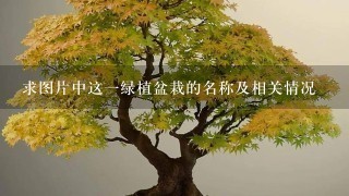 求图片中这1绿植盆栽的名称及相关情况