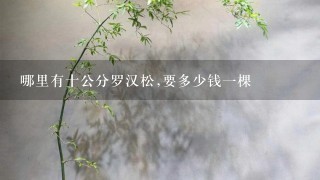 哪里有十公分罗汉松,要多少钱1棵