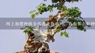 网上加盟种植金线莲是真的吗，真有那么好种植么？