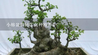 小榕盆景树怎么种植养护