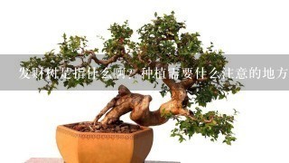 发财树是指什么啊？种植需要什么注意的地方吗？