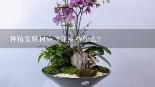 种植发财树应该注意些什么？