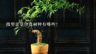 微型盆景珍贵树种有哪些？