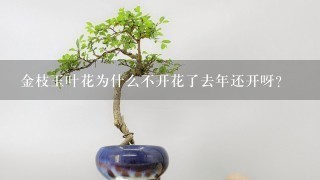 金枝玉叶花为什么不开花了去年还开呀？