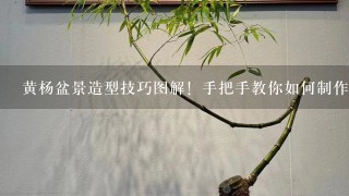 黄杨盆景造型技巧图解！手把手教你如何制作漂亮的黄