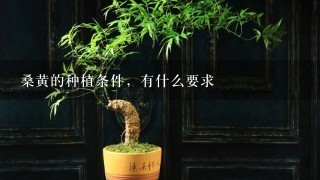 桑黄的种植条件，有什么要求