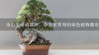 办公室绿植品种，办公室常用的绿色植物都有哪些