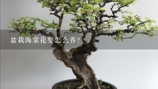 盆栽海棠花要怎么养？