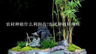 农村种植什么利润高?农民种植好项目