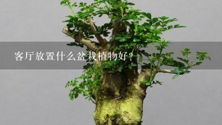 客厅放置什么盆栽植物好？