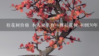 桂花树价格 本人家里有1棵桂花树 40到50年 高5米 冠4米左右 8月开花 请问是什么品种 可以卖多少钱 请估价