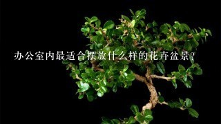 办公室内最适合摆放什么样的花卉盆景？