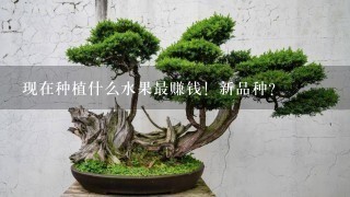 现在种植什么水果最赚钱！新品种？