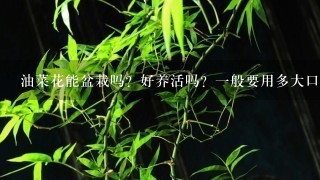 油菜花能盆栽吗？好养活吗？1般要用多大口径的花盆？