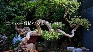 重庆花卉绿植批发市场在哪里？