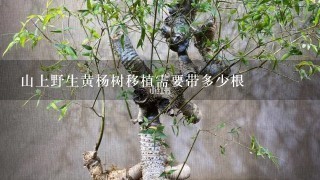 山上野生黄杨树移植需要带多少根