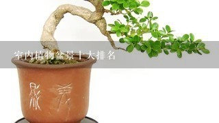 室内植物盆景十大排名