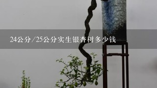 24公分/25公分实生银杏树多少钱