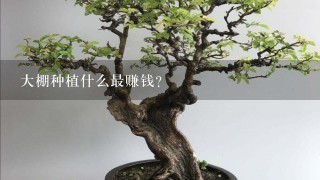 大棚种植什么最赚钱？