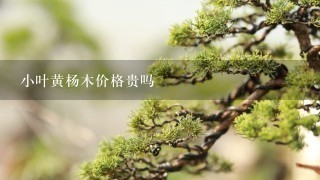 小叶黄杨木价格贵吗