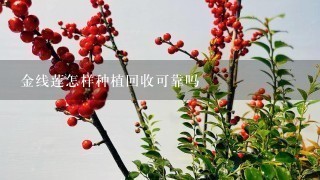 金线莲怎样种植回收可靠吗