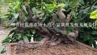 广州芳村花卉市场上的小盆栽批发价大概是什么？