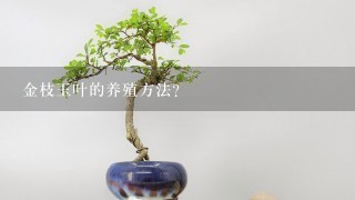 金枝玉叶的养殖方法?