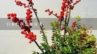 日本红枫怎样分叉