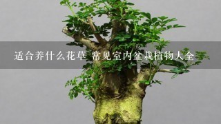 适合养什么花草 常见室内盆栽植物大全