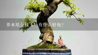 养水培金枝玉叶有什么好处？