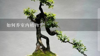 如何养室内植物?