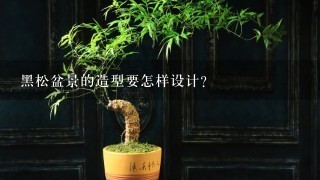 黑松盆景的造型要怎样设计？