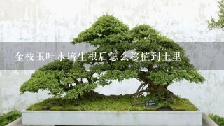 金枝玉叶水培生根后怎么移植到土里