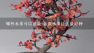 哪些水果可以盆栽 盆栽水果什么最好种