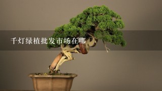 千灯绿植批发市场在哪