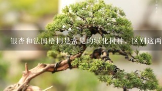 银杏和法国梧桐是常见的绿化树种，区别这两种植物的最大特点是（ ）