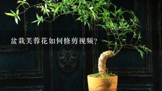 盆栽芙蓉花如何修剪视频？