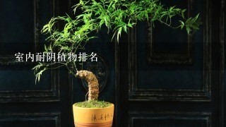 室内耐阴植物排名