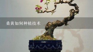 桑黄如何种植技术