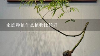 家庭种植什么植物比较好