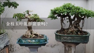 金枝玉叶能作盆景吗？