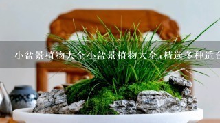 小盆景植物大全小盆景植物大全;精选多种适合小空间的盆栽植物，打造居家绿化