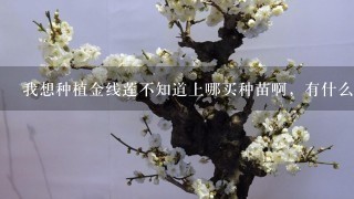 我想种植金线莲不知道上哪买种苗啊，有什么公司有提