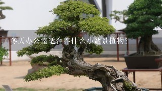 冬天办公室适合养什么小盆景植物？