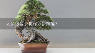 人参榕盆景制作方法图解？