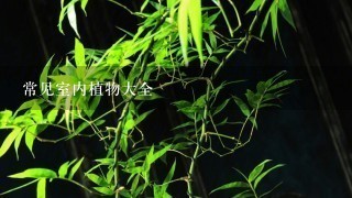 常见室内植物大全