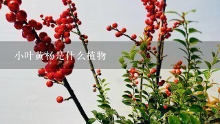 小叶黄杨是什么植物