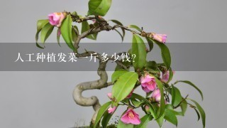 人工种植发菜1斤多少钱？